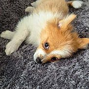 Pipouss a rejoint le concours — aidez-le/la à gagner de superbes lots ! puppy, dog, lying_down, fluffy, golden_coat, white_coat, pet, cute, soft_blanket, texture, fur, animal, young_dog, resting, indoors, close_up, canine, adorable, sleepy, companion