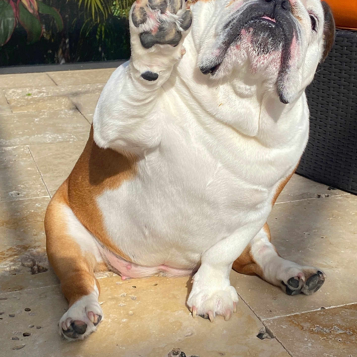 Stella joined the competition — help win amazing prizes! animal, bulldog, cute, dog, ears, expression, furniture, green_plants, leafy_background, orange_cushion, outdoor, paw, pet, portrait, raised_paw, sitting, snout, stone_floor, sunlight, whiskers