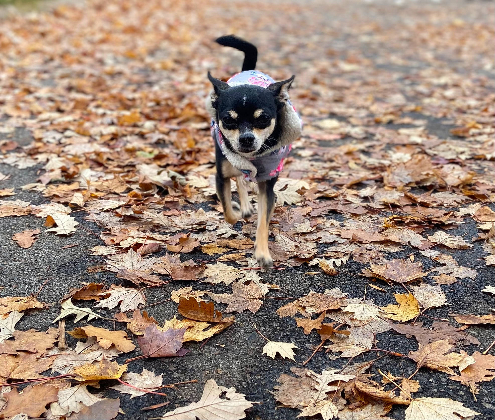 Babo is registered to the contest to win money with this photo: canidae, carmine, carnivore, companion_dog, deciduous, dog, dog_breed, dog_supply, fawn, grass, non_sporting_group, road_surface, shadow, snout, soil, sporting_group, tail, terrestrial_animal, tints_and_shades, working_animal