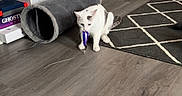Scrim joined the competition — help win amazing prizes! cat, toy, floor, cat_tunnel, stuffed_animals, shelving_unit, storage_bins, rug, wall_art, wooden_floor, indoor, playful, pet, home, furniture, decoration, animal, white_cat, purple_toy, living_room