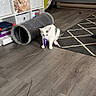 cat, toy, floor, cat_tunnel, stuffed_animals, shelving_unit, storage_bins, rug, wall_art, wooden_floor, indoor, playful, pet, home, furniture, decoration, animal, white_cat, purple_toy, living_room