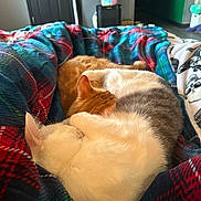 Scrim is registered to the contest to win money with this photo: cat, cats, sleeping, snuggling, bed, blanket, plaid, cozy, indoor, fur, orange_cat, white_cat, resting, cute, pets, animal, warm, domestic, feline, relaxing