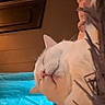 Scrim joined the competition — help win amazing prizes! cat, white_cat, sleeping, indoor, bedroom, blanket, video_call, cap, partial_face, furniture, curtain, wooden_door, relaxation, cozy, closeup, domestic_animal, pet, soft_lighting, resting, casual