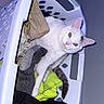 Scrim joined the competition — help win amazing prizes! cat, laundry_basket, clothing, white_cat, gray_cat, indoor, floor, household, pet, curious, relaxed, domestic_animal, feline, fabric, colorful, resting, looking, portrait, cute, cozy