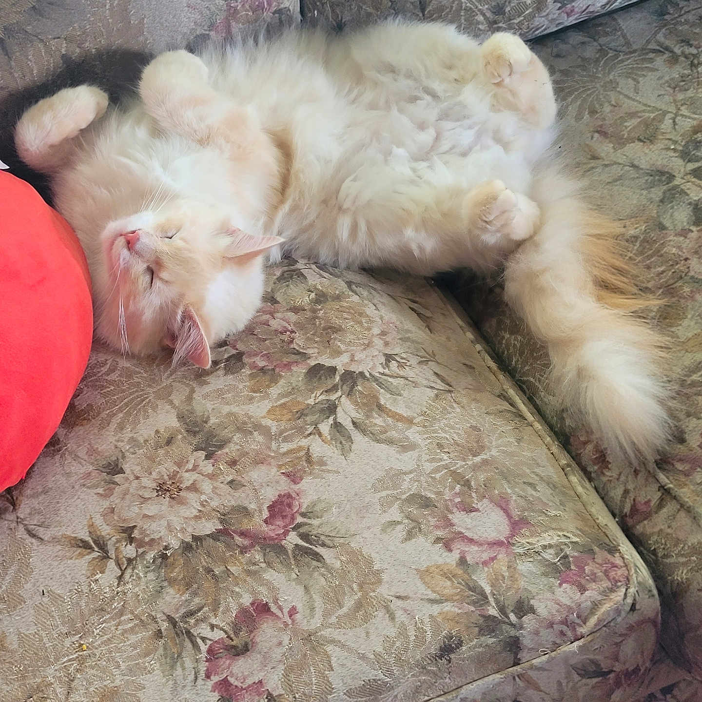 Alfredo joined the competition — help win amazing prizes! cat, comfort, couch, cozy, cream_color, cute, domestic_cat, feline, floral_pattern, fluffy, fur, home, indoor, paws, pet, relaxed, resting, sleeping, tail, vintage