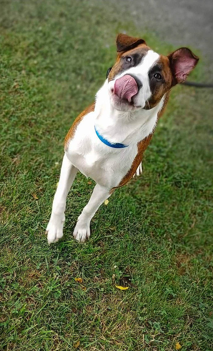 Duke joined the competition — help win amazing prizes! bulldog, carnivore, collar, companion_dog, dog, dog_breed, dog_collar, dog_supply, fawn, grass, leash, pet_supply, plant, snout, sporting_group, tail, terrestrial_animal, whiskers, working_animal, working_dog