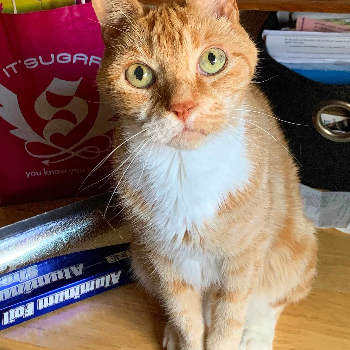 Weewee is registered to the contest to win money with this photo: abyssinian, accessories, animal, bag, cat, desk, furniture, handbag, hardwood, indoors, kitten, manx, pet, plywood, shelf, stainedwood, strap, table, text, wood