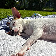 Diana joined the competition — help win amazing prizes! animal, blanket, calm, closeup, cute, daylight, dog, fur, grass, nap, nature, one_ear_up, outdoor, peaceful, pet, relaxing, resting, sleeping, summer, sunlight