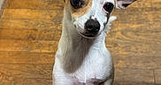 Diana is registered to the contest to win money with this photo: animal, brown_and_white, canine, chihuahua, close_up, companion, curious, dog, domestic_animal, ears, flooring, indoor, looking_up, paw, pet, playful, short_hair, small_dog, standing, wooden_floor