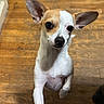 animal, brown_and_white, canine, chihuahua, close_up, companion, curious, dog, domestic_animal, ears, flooring, indoor, looking_up, paw, pet, playful, short_hair, small_dog, standing, wooden_floor