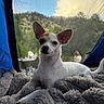 Diana is registered to the contest to win money with this photo: animal, blanket, camping, canine, cozy, dog, ears, forest, fur, hill, mesh_screen, nature, outdoor, pet, relaxing, resting, scenic, small_dog, sunset, tent