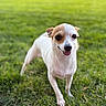 Diana is registered to the contest to win money with this photo: animal, background_blur, canine, closeup, cute, daylight, dog, friendly, grass, greenery, happy, nature, outdoor, pet, playful, shallow_depth_of_field, small_dog, smiling, standing, tongue_out