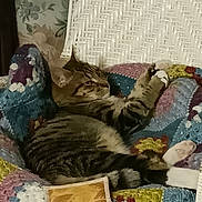 Arsouille participe au concours pour gagner de l'argent avec cette photo : cat, tabby_cat, crocheted_blanket, wicker_chair, indoor, pet, feline, relaxed, resting, patterned_blanket, striped_fur, paw, fur, cozy, home, furniture, animal, closeup, comfort, seated