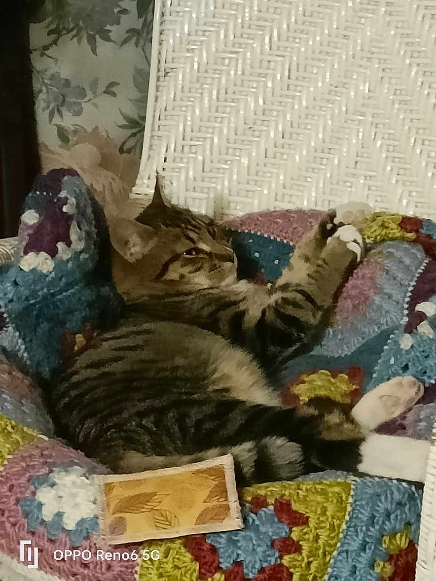 Arsouille participe au concours pour gagner de l'argent avec cette photo : cat, tabby_cat, crocheted_blanket, wicker_chair, indoor, pet, feline, relaxed, resting, patterned_blanket, striped_fur, paw, fur, cozy, home, furniture, animal, closeup, comfort, seated