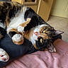 Canelle participe au concours pour gagner de l'argent avec cette photo : cat, calico_cat, pet, indoor, bed, pink_sheet, feline, relaxed, resting, fur, whiskers, paw, mirror, wardrobe, door, home, cozy, animal, cute, sleepy