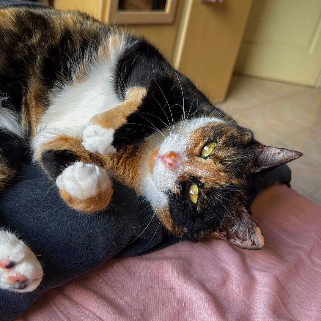 Canelle participe au concours pour gagner de l'argent avec cette photo : cat, calico_cat, pet, indoor, bed, pink_sheet, feline, relaxed, resting, fur, whiskers, paw, mirror, wardrobe, door, home, cozy, animal, cute, sleepy