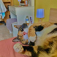 Canelle a rejoint le concours — aidez-le/la à gagner de superbes lots ! cat, calico_cat, sleeping, paw, pink_surface, bedroom, lamp, vanity_table, yellow_wall, furniture, cozy, indoor, pet, relaxed, fur, whiskers, nose, ears, home, resting
