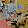 cat, calico_cat, sleeping, paw, pink_surface, bedroom, lamp, vanity_table, yellow_wall, furniture, cozy, indoor, pet, relaxed, fur, whiskers, nose, ears, home, resting