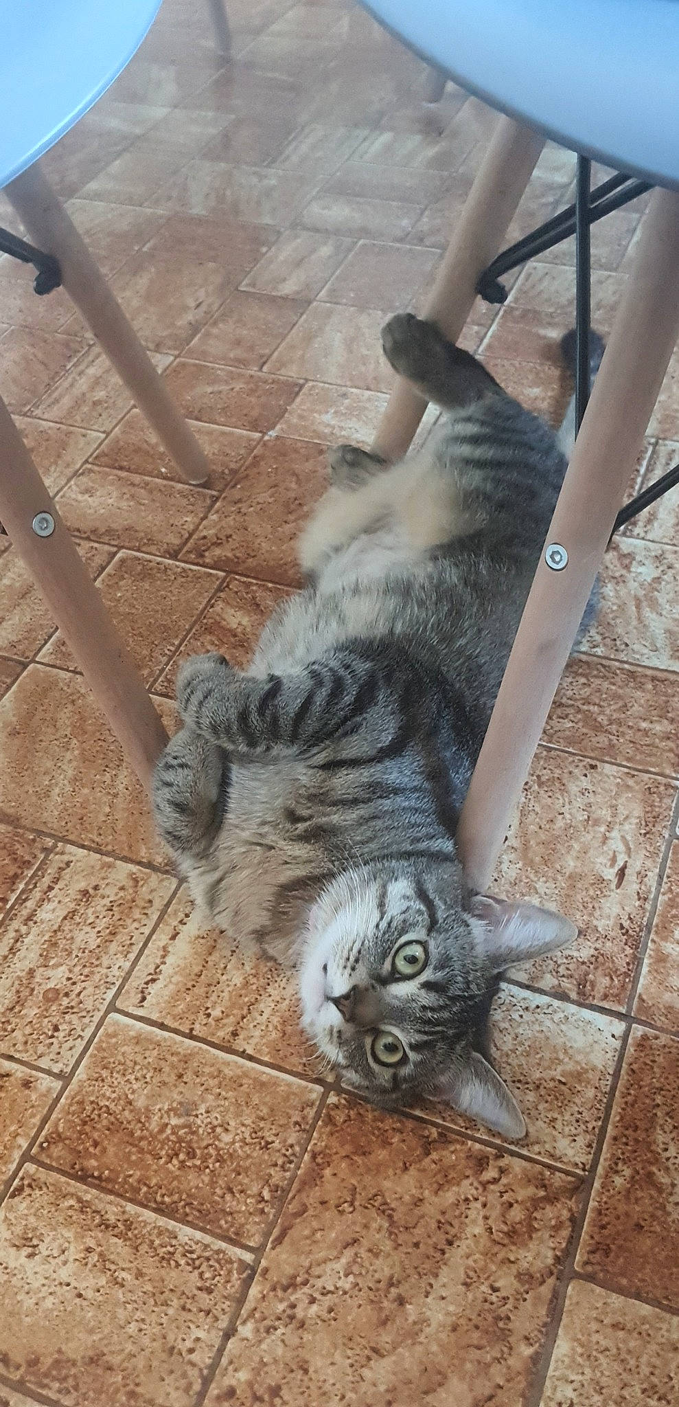 Stitch participe au concours pour gagner de l'argent avec cette photo : carnivore, cat, claw, domestic_short_haired_cat, felidae, floor, flooring, foot, fur, human_leg, metal, paw, road_surface, small_to_medium_sized_cats, snout, tail, terrestrial_animal, whiskers, wood