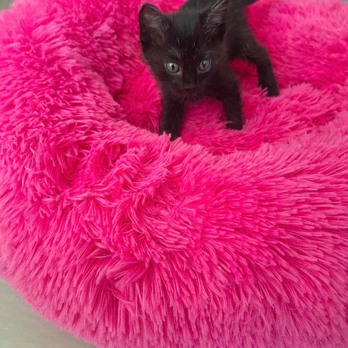 Arya a rejoint le concours — aidez-le/la à gagner de superbes lots ! abyssinian, accessories, animal, bag, blackcat, blanket, box, canine, cat, clothing, cushion, dog, dogbed, fur, handbag, homedecor, kitten, manx, pet