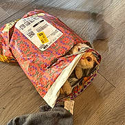 Conrad Cornwallis is registered to the contest to win money with this photo: animal, blanket, brown, colorful, cuddly, delivery, dog, fabric, funny, gray, indoor, package, parcel, patterned, peeking, pet, playful, puppy, shipping, wooden_floor
