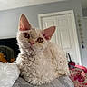 Conrad Cornwallis joined the competition — help win amazing prizes! adorable, animal, bed, bedroom, blanket, cat, close_up, cream_colored, curious, curly_fur, fluffy, golden_eyes, home, indoor, kitten, pet, photography, pink_nose, portrait, sitting