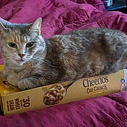 Bellamy joined the competition — help win amazing prizes! box, cardboard, carnivore, cat, cat_supply, comfort, domestic_short_haired_cat, felidae, fur, packaging_and_labeling, paw, pet_supply, small_to_medium_sized_cats, tail, whiskers
