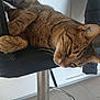cat, tabby, feline, animal, pet, chair, bar_stool, indoor, kitchen, relaxing, resting, fur, whiskers, paw, metal, floor, home, domestic, sleepy, comfortable