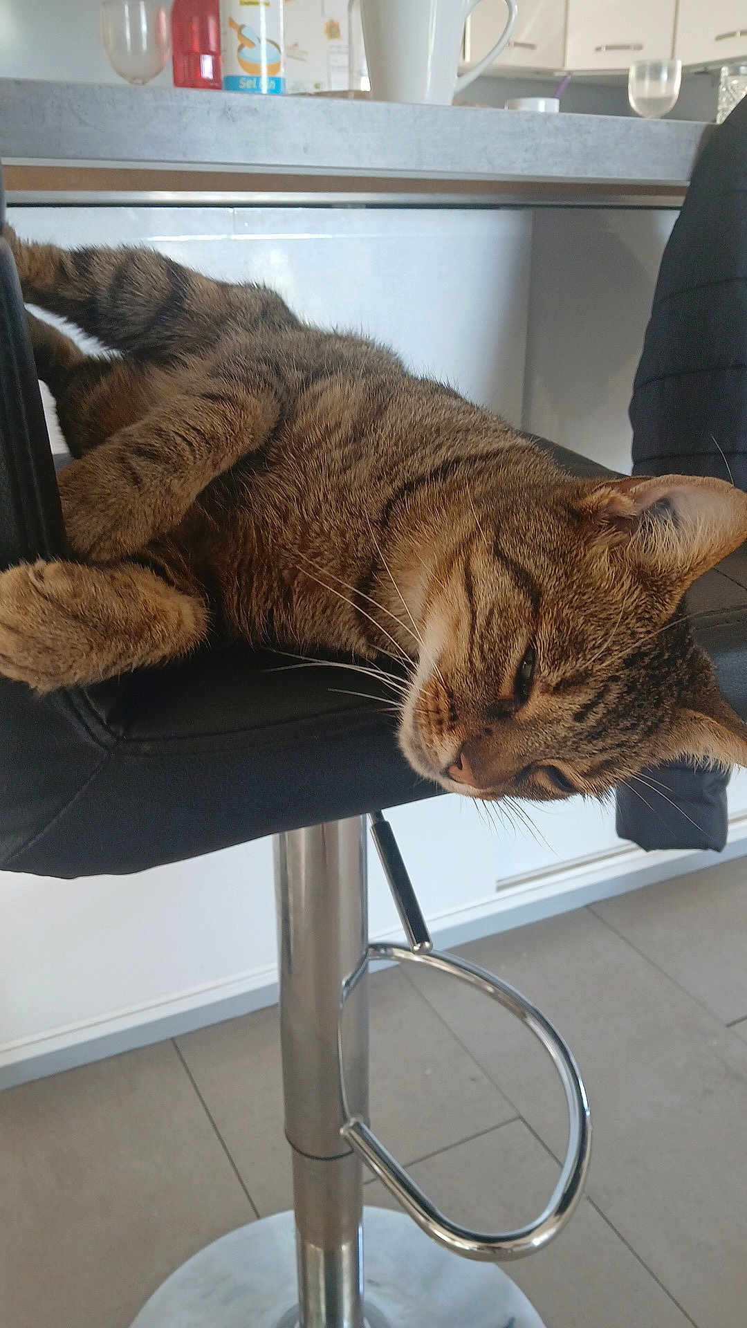 Layla participe au concours pour gagner de l'argent avec cette photo : cat, tabby, feline, animal, pet, chair, bar_stool, indoor, kitchen, relaxing, resting, fur, whiskers, paw, metal, floor, home, domestic, sleepy, comfortable