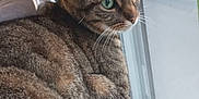 Layla a rejoint le concours — aidez-le/la à gagner de superbes lots ! animal, cat, couch, curious, daylight, domestic_cat, feline, fur, green_eyes, home, indoor, looking_out, pet, relaxed, resting, side_view, tabby, texture, whiskers, window