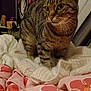 animal, bed, blanket, cat, cozy, curious, cute, domestic, floral_pattern, fur, furniture, home, indoor, mammal, pet, resting_place, soft, striped, tabby_cat, whiskers