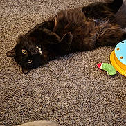 Smokie is registered to the contest to win money with this photo: black_cat, cat, pet, carpet, indoor, toy, playful, feline, fur, cute, relaxed, lying_down, wide_eyes, domestic_animal, animal, whiskers, collar, curious, cozy, floor