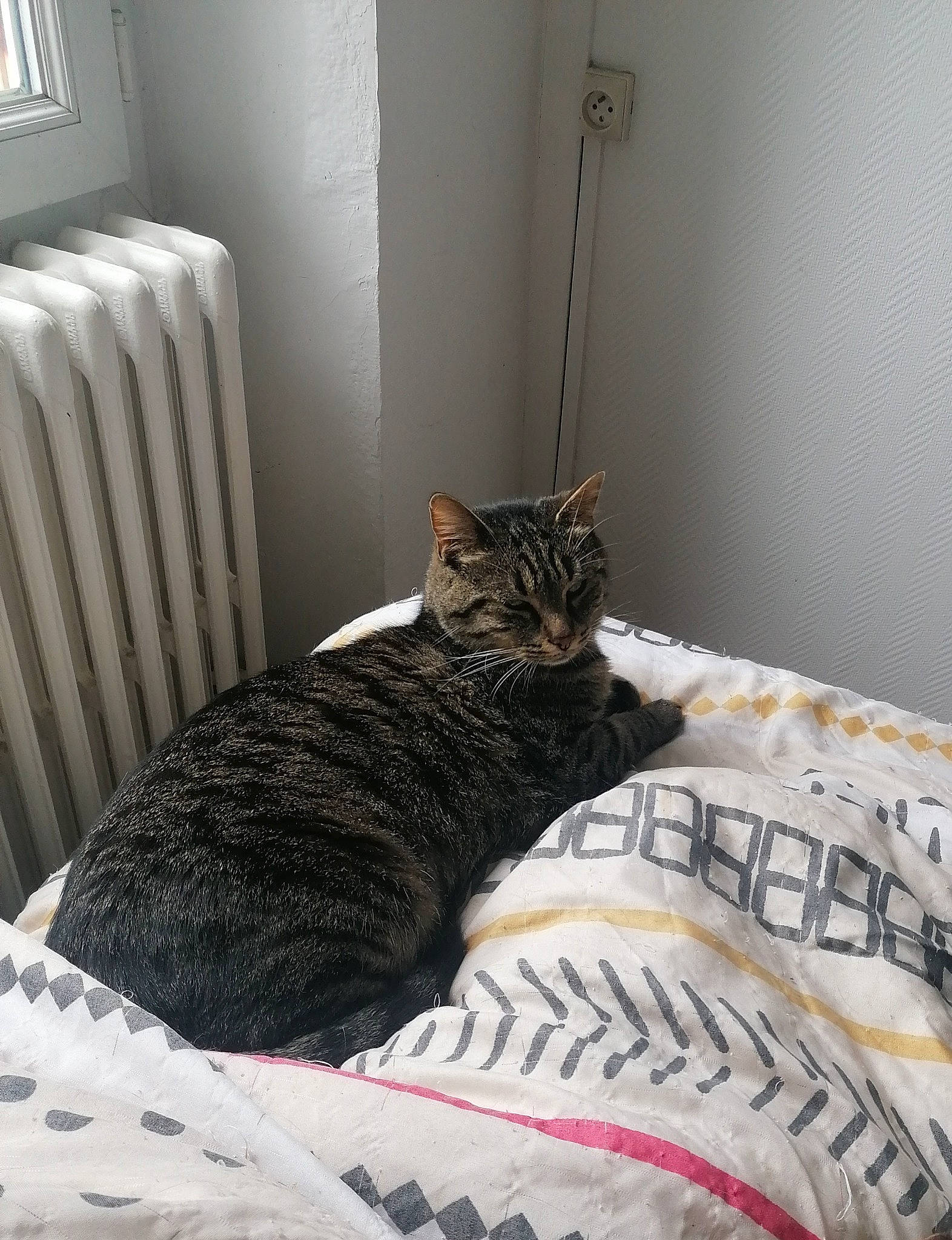 Tyger participe au concours pour gagner de l'argent avec cette photo : bed, bedding, bedroom, carnivore, cat, comfort, domestic_short_haired_cat, felidae, floor, flooring, fur, grey, hardwood, linens, room, small_to_medium_sized_cats, tail, textile, whiskers, wood