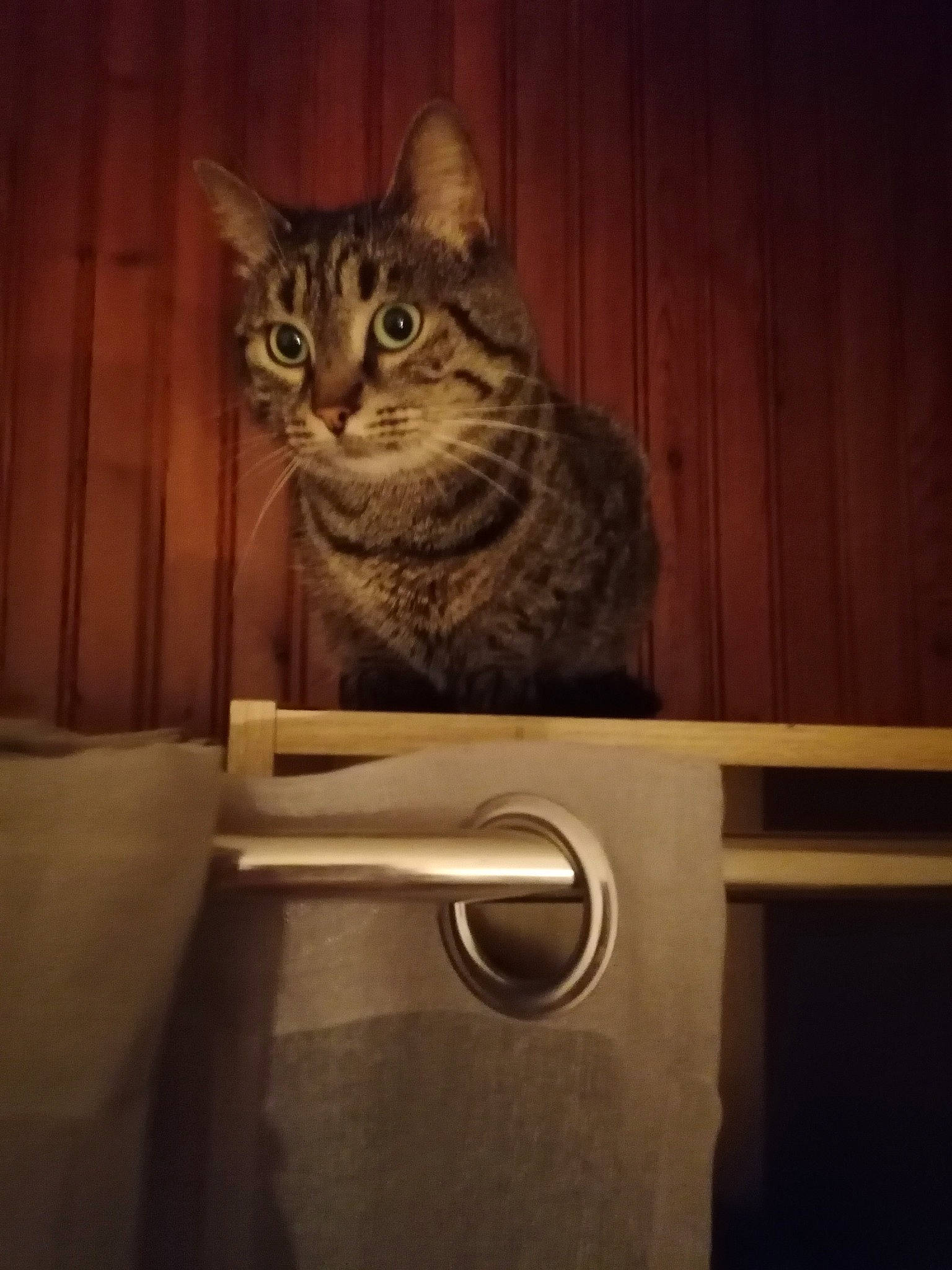 Tyger participe au concours pour gagner de l'argent avec cette photo : automotive_lighting, carnivore, cat, darkness, domestic_short_haired_cat, door, door_handle, felidae, fur, grey, handle, home_appliance, metal, night, small_to_medium_sized_cats, tail, vehicle_door, whiskers, window, wood