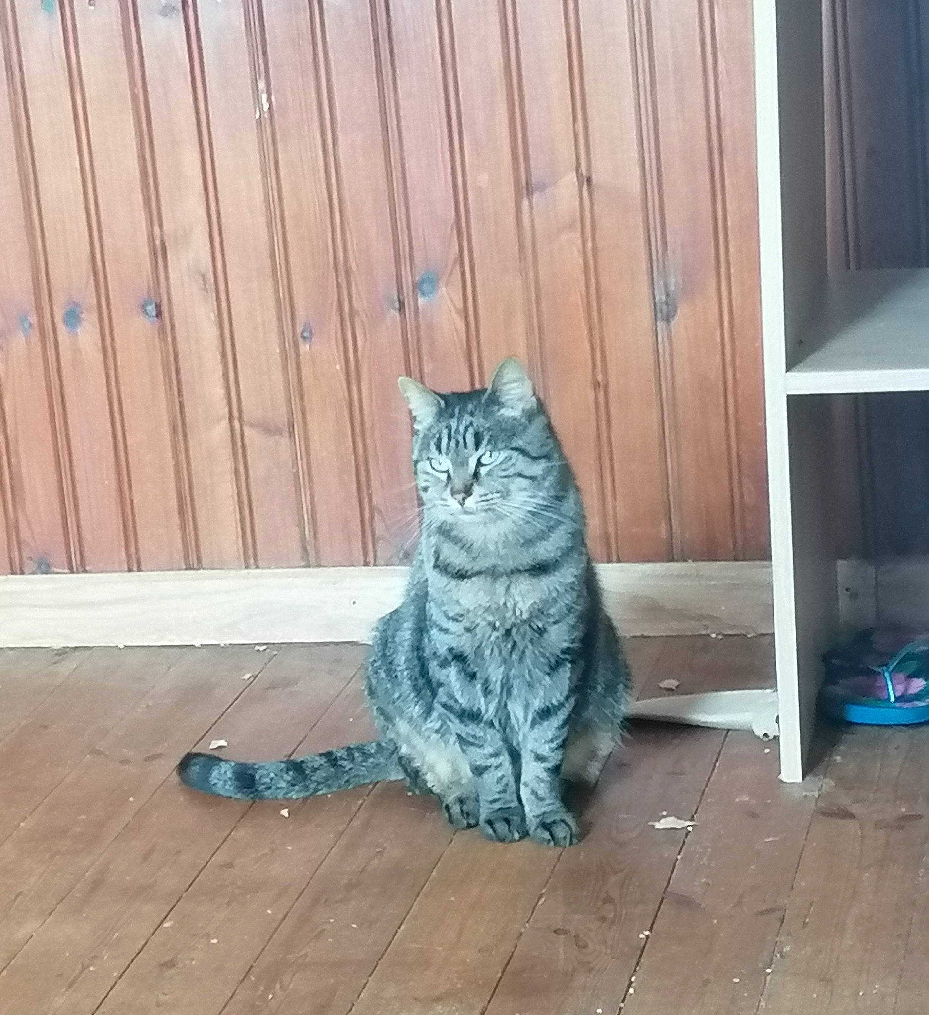 Tyger a rejoint le concours — aidez-le/la à gagner de superbes lots ! carnivore, cat, domestic_short_haired_cat, felidae, fence, floor, flooring, fur, grey, hardwood, pattern, paw, sitting, small_to_medium_sized_cats, snout, tail, whiskers, window, wood, wood_stain