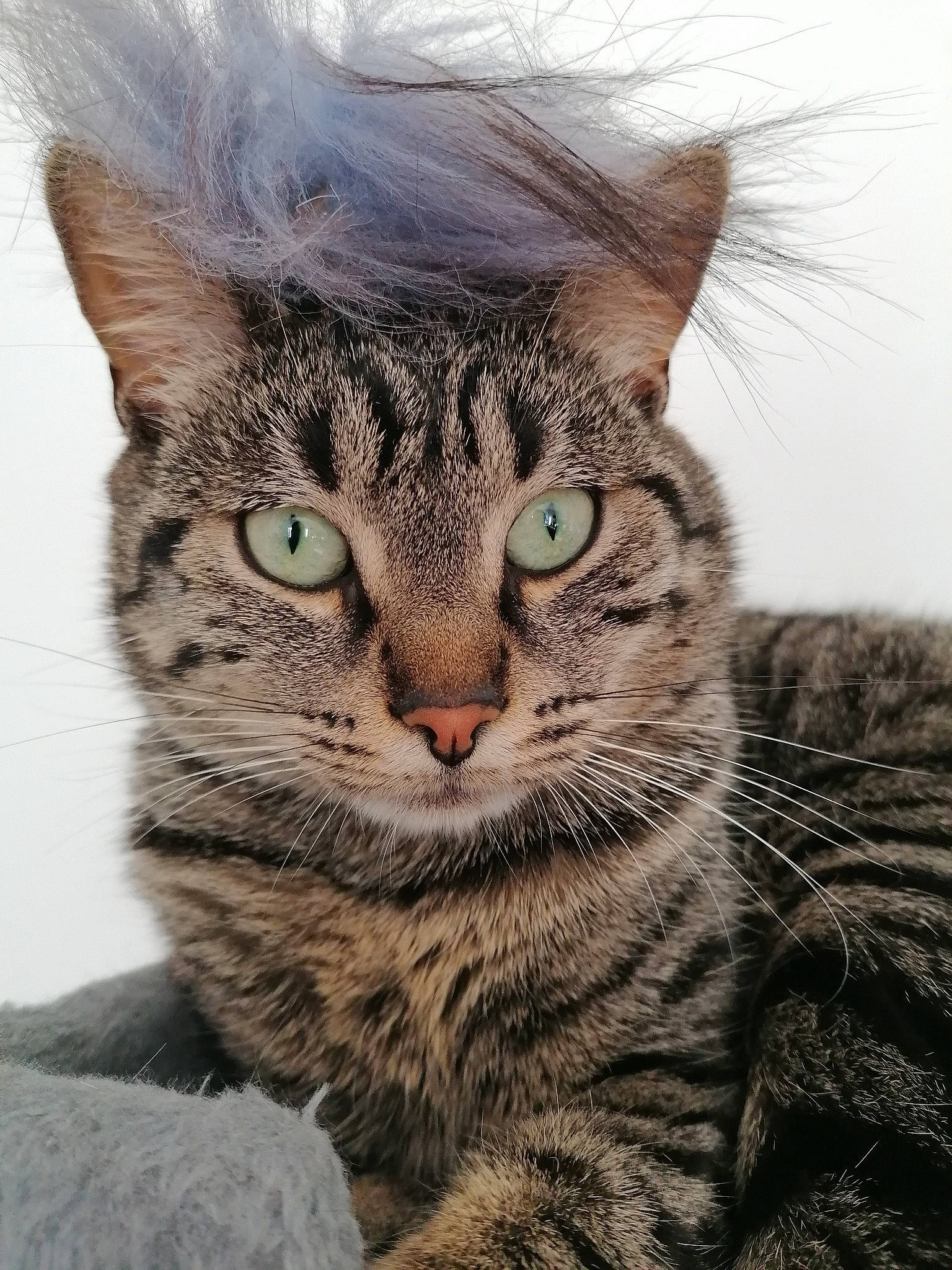 Tyger a rejoint le concours — aidez-le/la à gagner de superbes lots ! art, carnivore, cat, domestic_short_haired_cat, felidae, fur, paw, small_to_medium_sized_cats, snout, terrestrial_animal, whiskers, wildlife, window