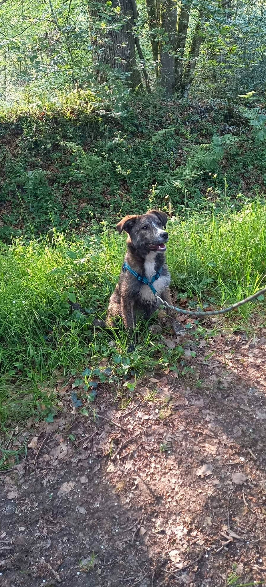 Talya participe au concours pour gagner de l'argent avec cette photo : canidae, carnivore, companion_dog, dog, dog_breed, fawn, grass, groundcover, gun_dog, liver, plant, plant_community, shrub, shrubland, soil, sporting_group, tail, terrestrial_animal, tree, working_animal