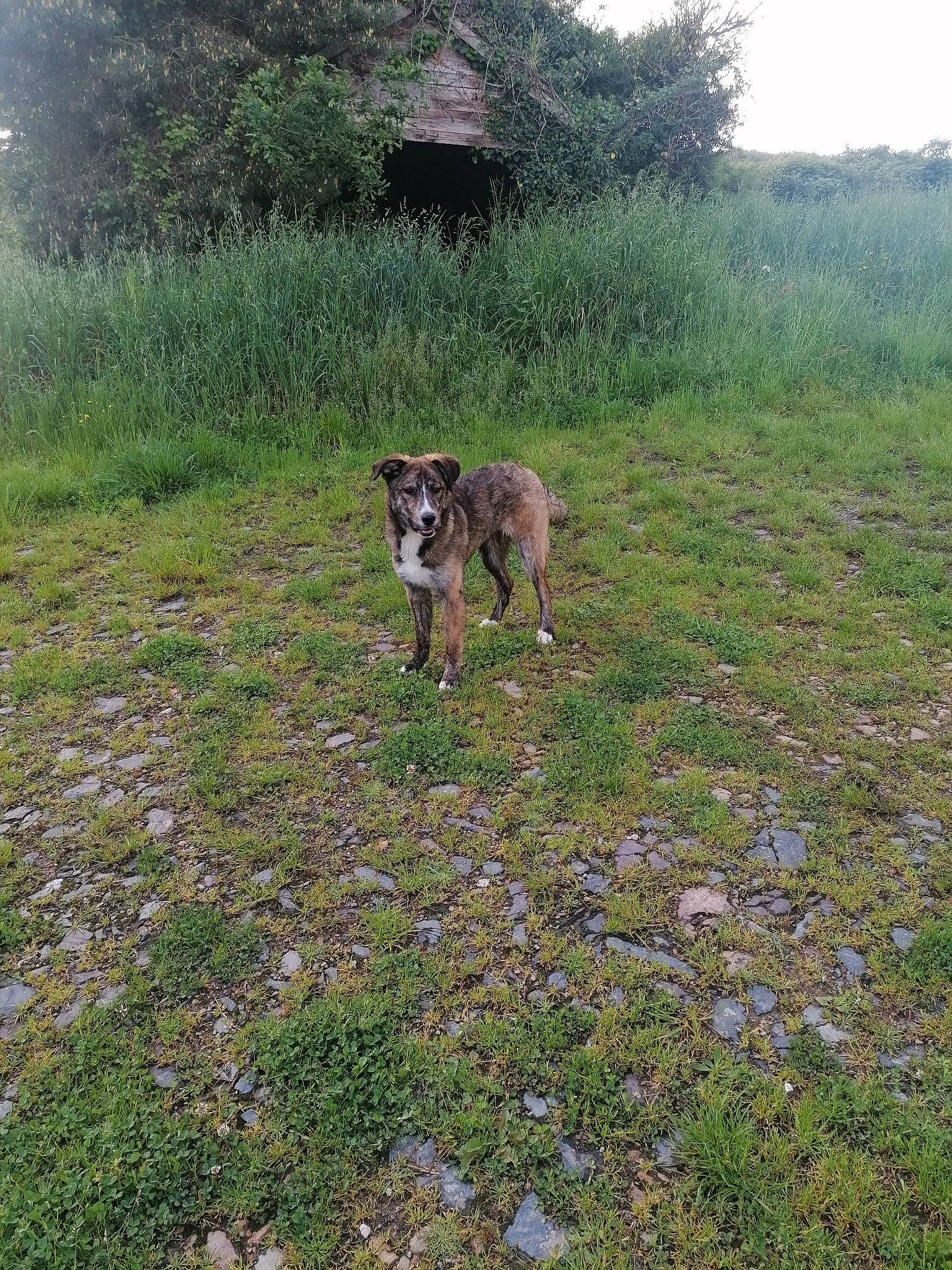Talya participe au concours pour gagner de l'argent avec cette photo : canidae, carnivore, dog, dog_breed, fawn, field, grass, grass_family, grassland, groundcover, landscape, meadow, natural_landscape, pasture, plant, prairie, sporting_group, tail, terrestrial_animal, tree