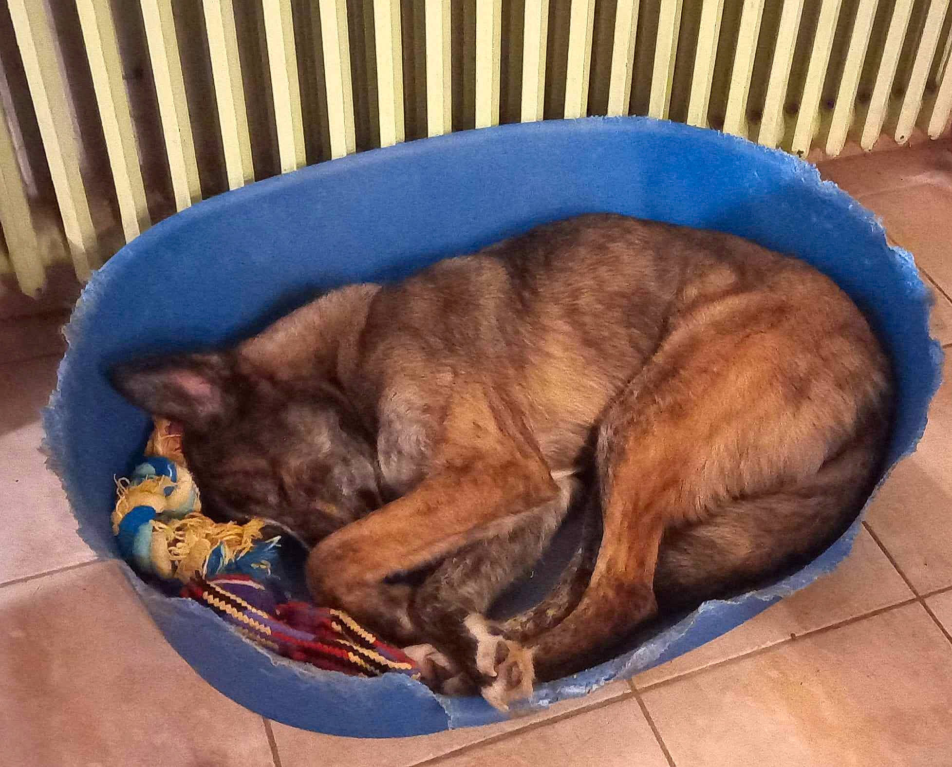 Talya a rejoint le concours — aidez-le/la à gagner de superbes lots ! canidae, carnivore, collar, comfort, companion_dog, dog, dog_breed, domestic_short_haired_cat, fawn, felidae, fur, liver, paw, pet_supply, small_to_medium_sized_cats, snout, sporting_group, tail, terrestrial_animal, whiskers