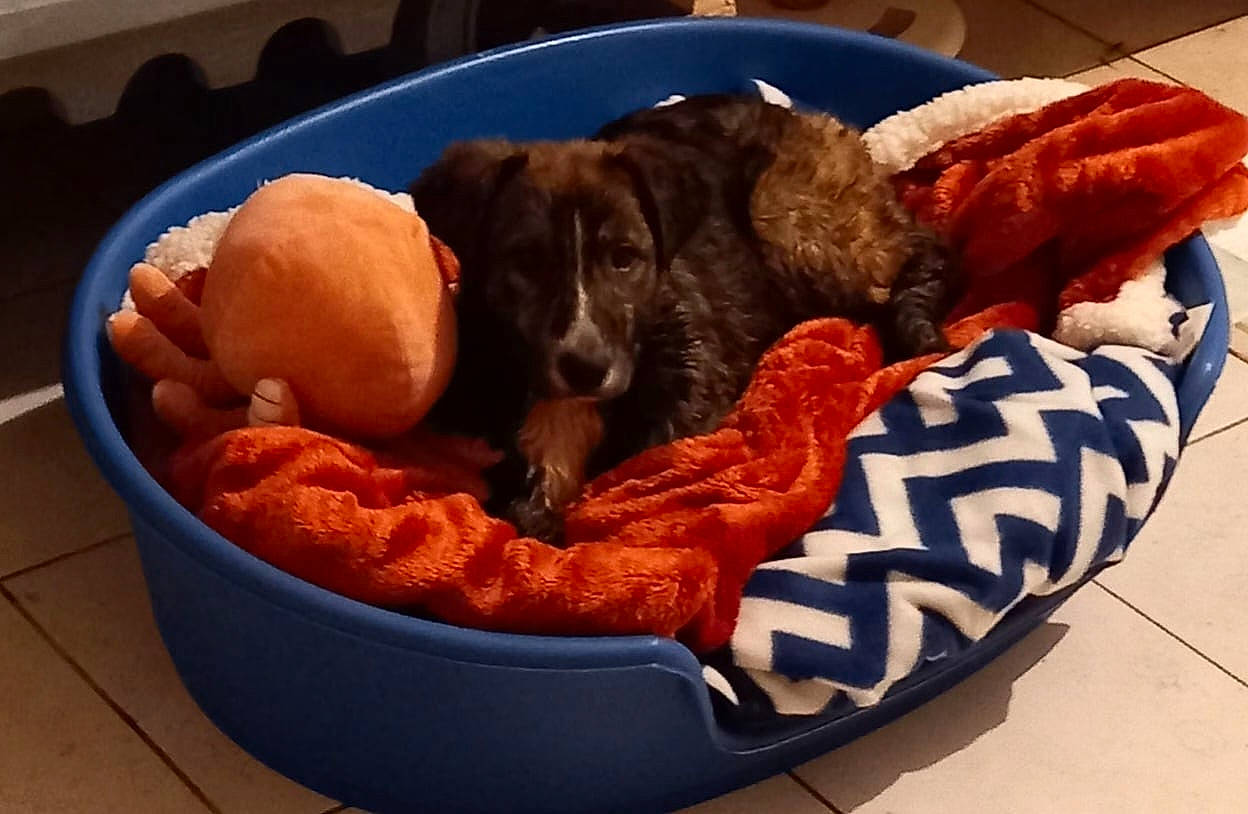 Talya participe au concours pour gagner de l'argent avec cette photo : bean_bag, bowl, canidae, carnivore, comfort, companion_dog, dog, dog_bed, dog_breed, dog_supply, dog_toy, guard_dog, nap, pet_food, pet_supply, puppy, sporting_group, studio_couch, wicker, working_animal