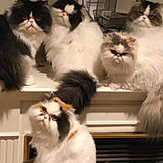 Apolllo is registered to the contest to win money with this photo: cat, persian_cat, fluffy, indoor, pet, mammal, fur, animal, cute, whiskers, face, tail, sitting, group, domestic_animal, feline, eyes, portrait, resting, household