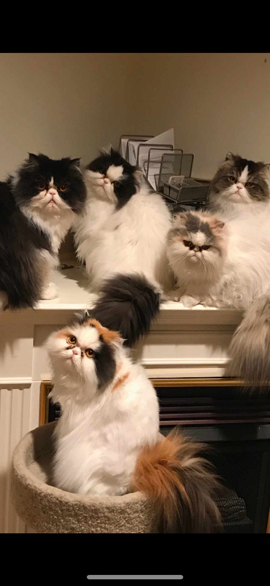 Apolllo is registered to the contest to win money with this photo: cat, persian_cat, fluffy, indoor, pet, mammal, fur, animal, cute, whiskers, face, tail, sitting, group, domestic_animal, feline, eyes, portrait, resting, household