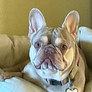 Jovi is registered to the contest to win money with this photo: dog, french_bulldog, pet, canine, animal, indoor, couch, furniture, collar, tag, ears, face, wrinkles, light, cozy, relaxed, home, comfort, portrait, sitting