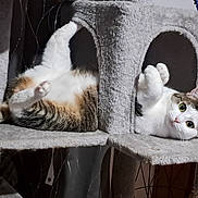 Shiva participe au concours pour gagner de l'argent avec cette photo : cat, cat_tree, pet, indoor, feline, relaxed, playful, cozy, fur, whiskers, paws, green_plant, houseplant, curious, animal, resting, cute, tabby, white_fur, soft