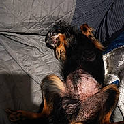 Jo participe au concours pour gagner de l'argent avec cette photo : dog, pet, lying_down, belly_up, quilted_blanket, black_and_tan, fur, tongue_out, indoor, cute, relaxed, animal, paw, canine, playful, cozy, resting, small_dog, companion, sleepy