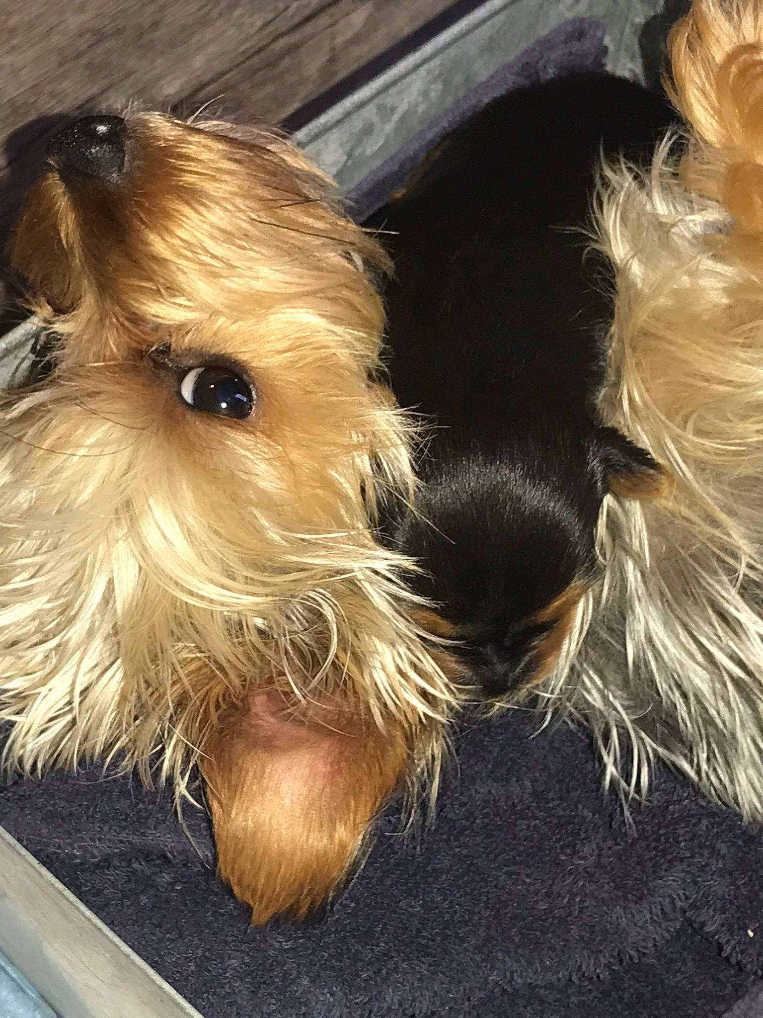 Lulu Luna Belle joined the competition — help win amazing prizes! australian_silky_terrier, biewer_terrier, canidae, carnivore, companion_dog, dog, dog_breed, fawn, liver, maltepoo, mammal, morkie, puppy, puppy_love, rare_breed_dog, small_terrier, terrier, toy_dog, yorkipoo, yorkshire_terrier