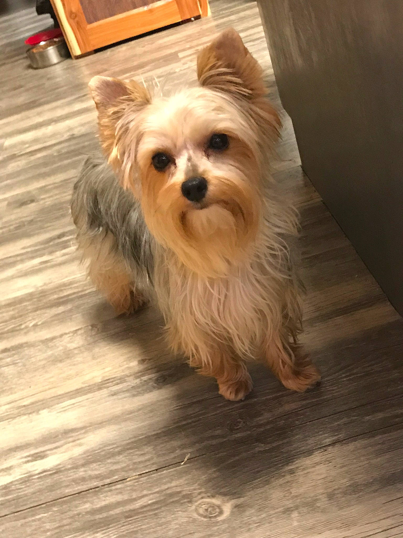 Lulu Luna Belle is registered to the contest to win money with this photo: australian_silky_terrier, biewer_terrier, cairn_terrier, canidae, carnivore, chinese_imperial_dog, companion_dog, dog, dog_breed, glen_of_imaal_terrier, mammal, morkie, norwich_terrier, puppy, small_terrier, snout, terrier, toy_dog, vertebrate, yorkshire_terrier