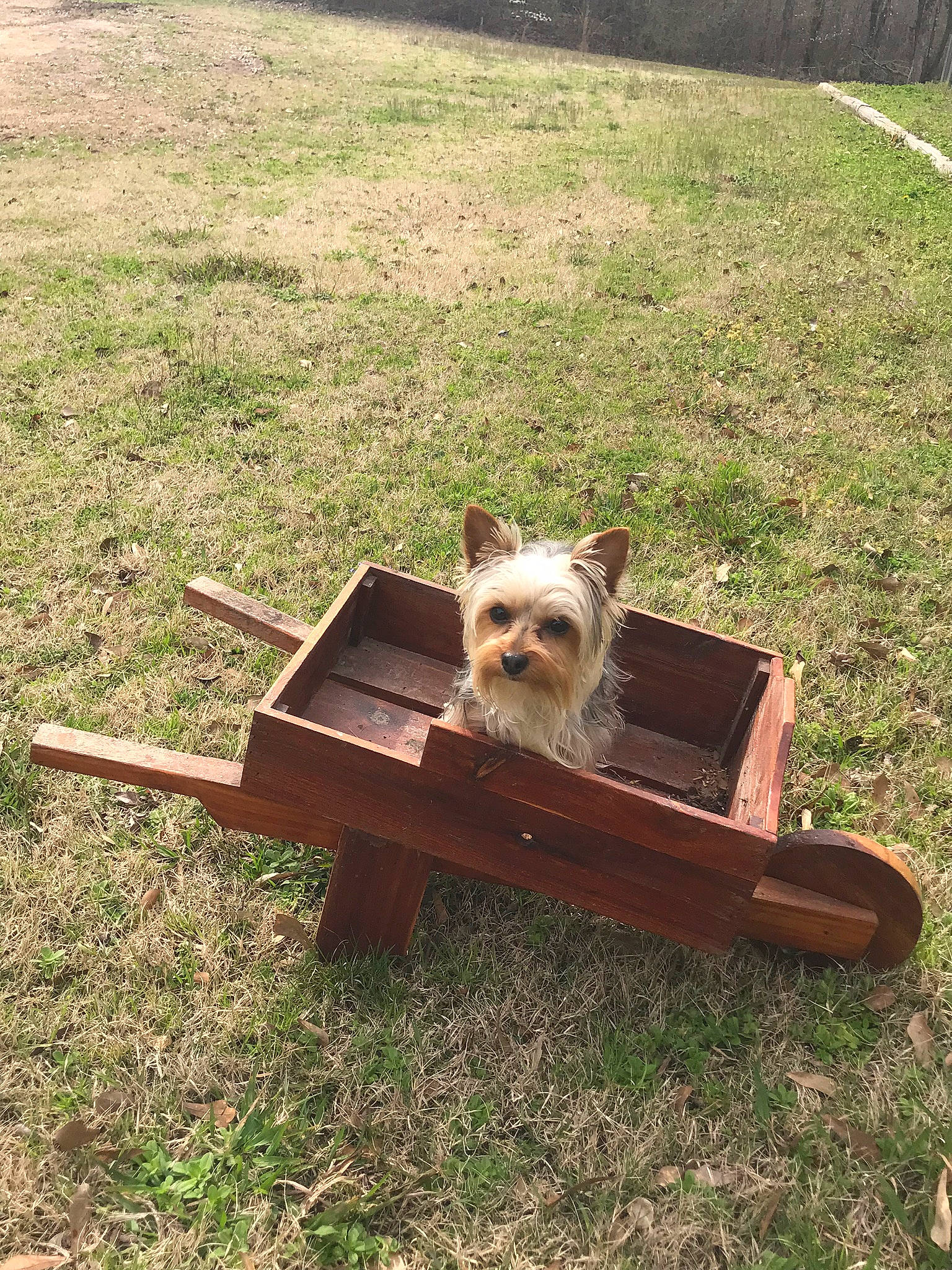 Lulu Luna Belle joined the competition — help win amazing prizes! cairn_terrier, canidae, carnivore, companion_dog, dog, dog_breed, fawn, mammal, norwich_terrier, outdoor_furniture, terrier