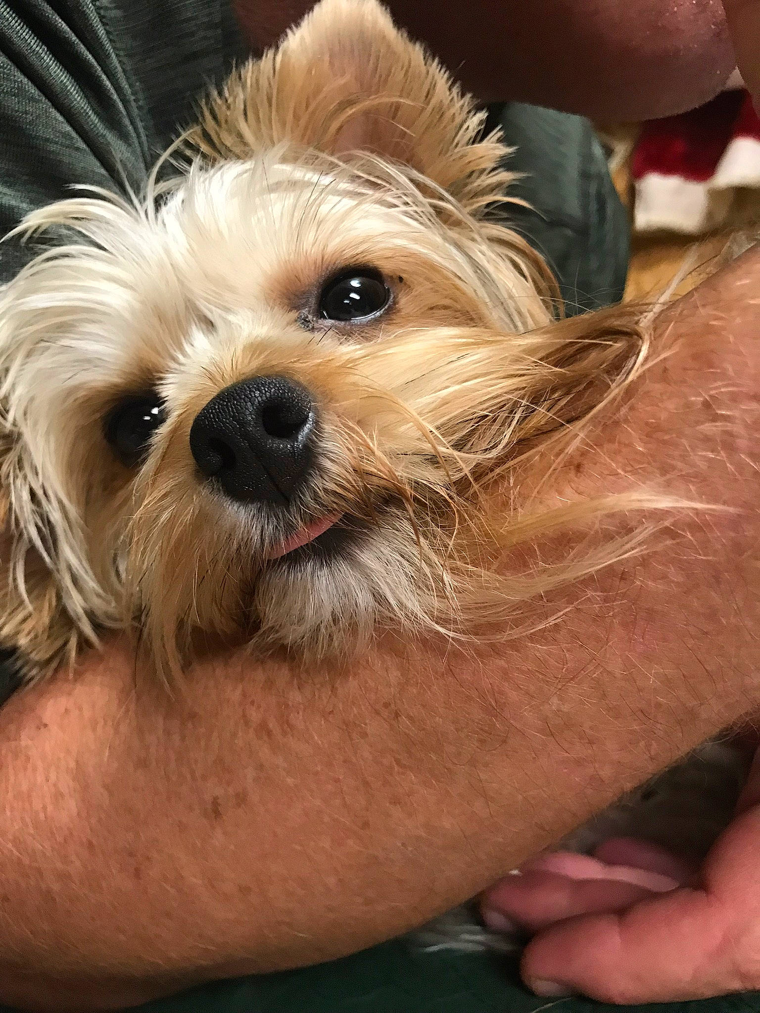 Lulu Luna Belle joined the competition — help win amazing prizes! cairn_terrier, canidae, carnivore, chinese_imperial_dog, companion_dog, dog, dog_breed, dutch_smoushond, maltepoo, mammal, morkie, norwich_terrier, puppy, rare_breed_dog, schnoodle, small_terrier, terrier, toy_dog, vertebrate, yorkshire_terrier