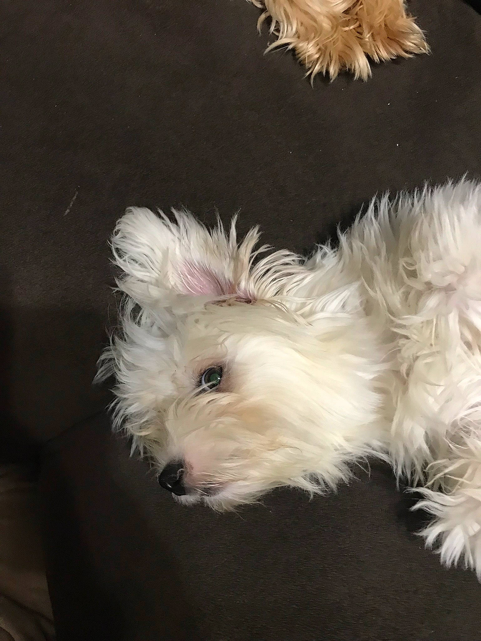 Little Snow Belle joined the competition — help win amazing prizes! cairn_terrier, canidae, carnivore, companion_dog, coton_de_tulear, dog, dog_breed, glen_of_imaal_terrier, havanese, maltese, mammal, non_sporting_group, puppy, rare_breed_dog, schnoodle, small_terrier, terrier, toy_dog, vertebrate, west_highland_white_terrier